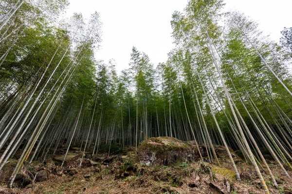 Бамбуковый Лес Сельской Местности Полон Зеленого Бамбука — стоковое фото