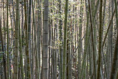 Bambu ormanındaki bambu yapraklarını kapatın.