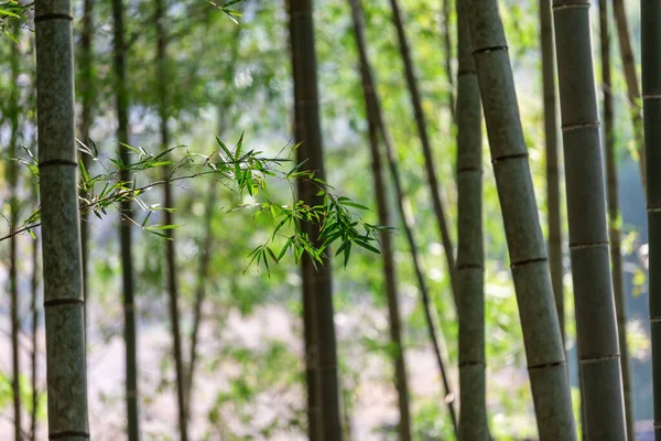 Close Folhas Bambu Floresta Bambu — Fotografia de Stock