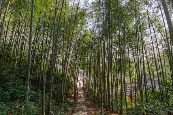 Bambu Ormanında Bir Sürü Bambu Vardır Uzağa Giden Bir Yol — Stok fotoğraf
