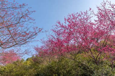 Mavi gökyüzünün altında, kiraz çiçekleri ve yeşil ağaçlar kiraz bahçesinde tam çiçekleniyor.