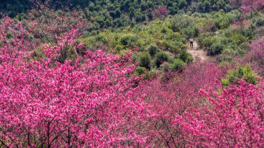 Mavi gökyüzünün altında, kiraz çiçekleri ve yeşil ağaçlar kiraz bahçesinde tam çiçekleniyor.