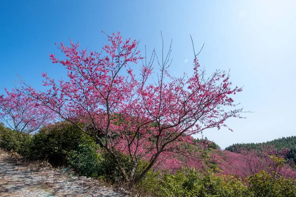 Sob Céu Azul Flores Cerejeira Árvores Verdes Estão Plena Floração — Fotografia de Stock