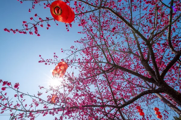 Parktaki Kırmızı Kiraz Çiçeklerine Yaklaş — Stok fotoğraf
