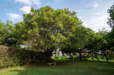 Mavi gökyüzünün altındaki parkta bir ağacın büyük bir tacı var.