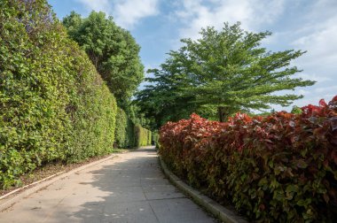Yolun her iki tarafında da yeşil ağaçlar ve çimenler var.