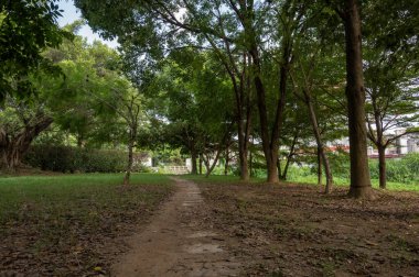 Yolun her iki tarafında da yeşil ağaçlar ve çimenler var.