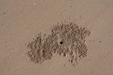 Sahilde küçük toplar birikmiş bazı deniz yaratıkları tarafından.
