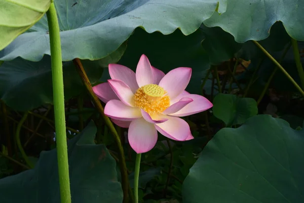 粉红花朵 — 图库照片