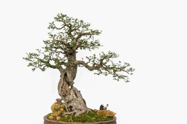 Beyaz arka planda sanatsal değeri olan yeşil saksı bitkileri