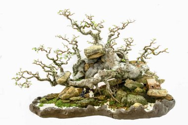 Beyaz arka planda sanatsal değeri olan yeşil saksı bitkileri