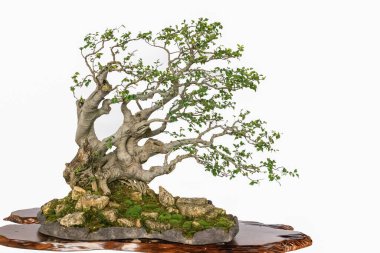 Beyaz arka planda sanatsal değeri olan yeşil saksı bitkileri