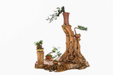 Bonsai beyaz bir arkaplan karşısında süs değeri ile