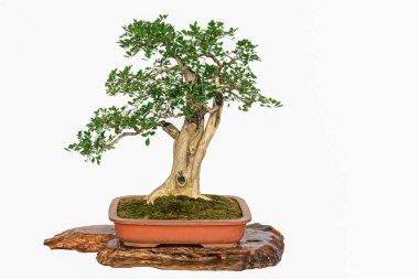 Bonsai beyaz bir arkaplan karşısında süs değeri ile