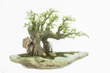 Beyaz arka plana karşı Çin klasik sanat bonsai 'si