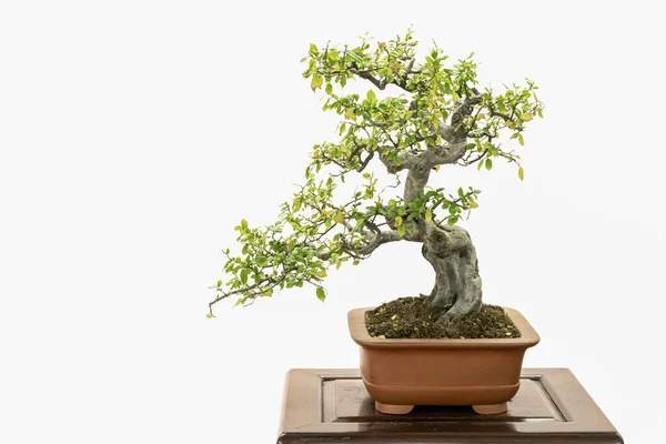 Schöne Künstlerische Bonsai Auf Weißem Hintergrund — Stockfoto