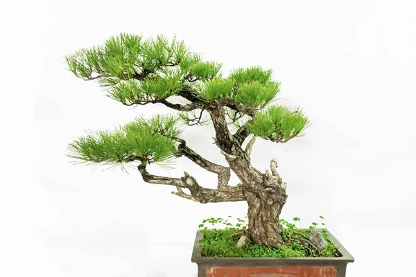 Plantes Vertes Pot Chinoises Artistiques Sur Fond Blanc — Photo