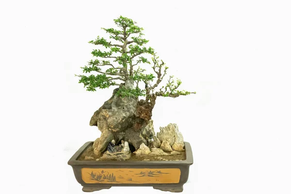 Künstlerische Chinesische Topfpflanzen Auf Weißem Hintergrund — Stockfoto