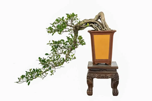 Bonsai Met Sierwaarde Tegen Een Witte Achtergrond — Stockfoto