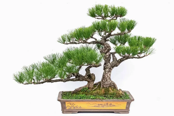 Wird Kultiviert Und Zierpflanzenbonsai Getrimmt — Stockfoto