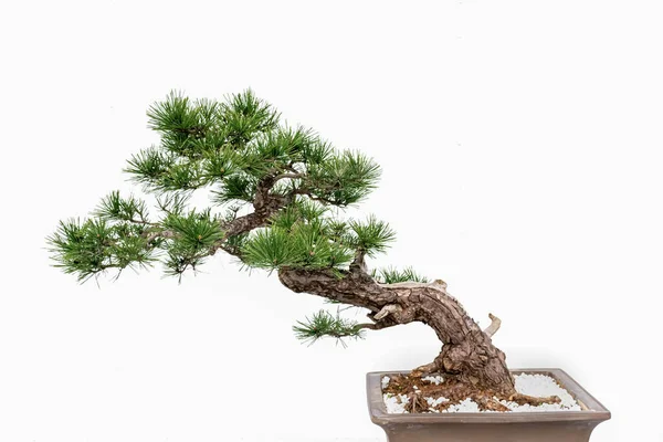 Čínské Umění Bonsai Bílém Pozadí — Stock fotografie