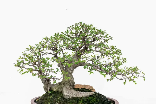 Kinesisk Konst Bonsai Vit Bakgrund — Stockfoto