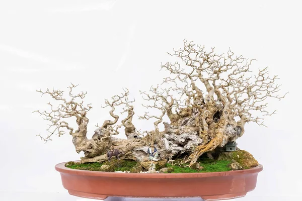 Art Bonsai Auf Reinweißem Hintergrund — Stockfoto