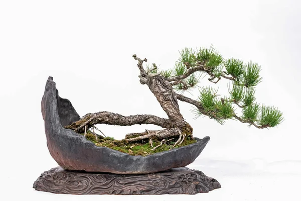Chinese Kunst Bonsai Een Witte Achtergrond — Stockfoto