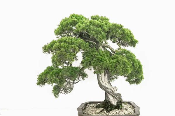 Bonsai Arte Fundo Branco Puro — Fotografia de Stock