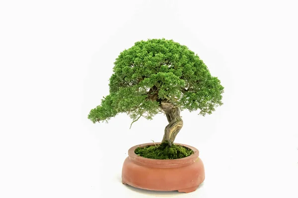 Art Bonsai Чистом Белом Фоне — стоковое фото