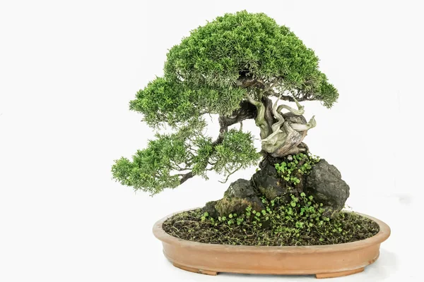 Art Bonsai Чистом Белом Фоне — стоковое фото