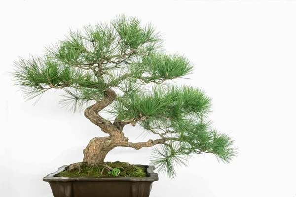 Art Bonsai Auf Reinweißem Hintergrund — Stockfoto