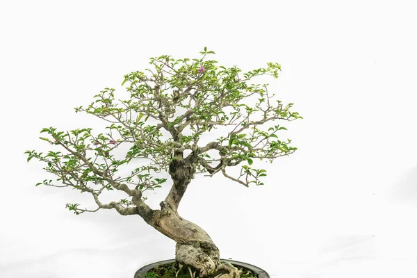 Bonsai Arte Interior Fundo Branco Puro — Fotografia de Stock