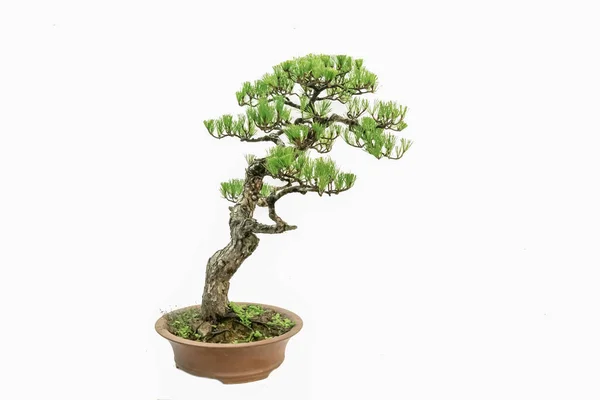 Bonsai Arte Interior Fundo Branco Puro — Fotografia de Stock