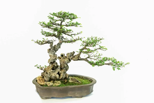 Bonsai Arte Interior Fundo Branco Puro — Fotografia de Stock