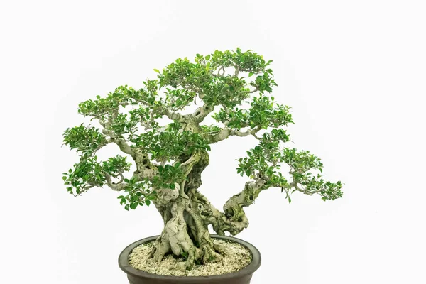 Bonsai Arte Clássica Chinesa Contra Fundo Branco — Fotografia de Stock