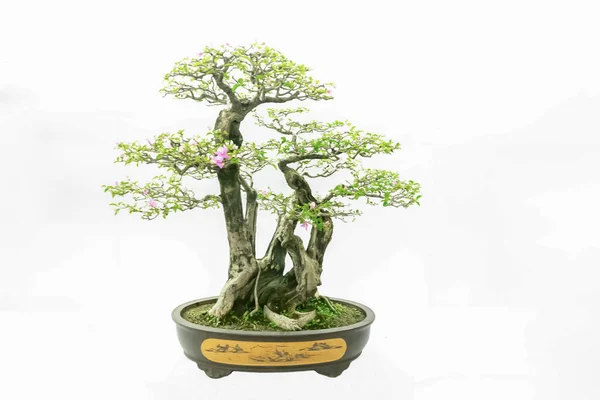 Bonsai Artístico Bonito Fundo Branco — Fotografia de Stock