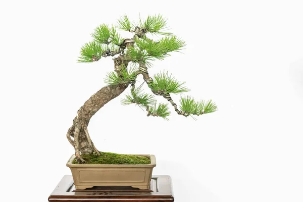 Schöne Künstlerische Bonsai Auf Weißem Hintergrund — Stockfoto