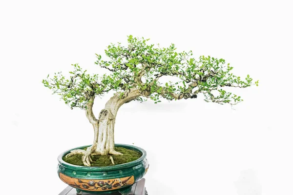 Bonsai Artístico Bonito Fundo Branco — Fotografia de Stock