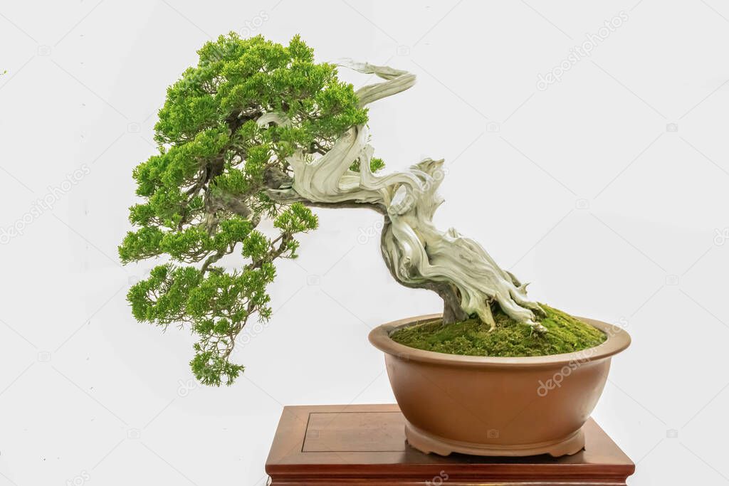 Beautiful artistic bonsai on a white background