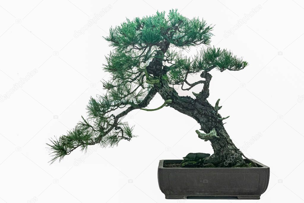 Bonsai with ornamental value against a white background