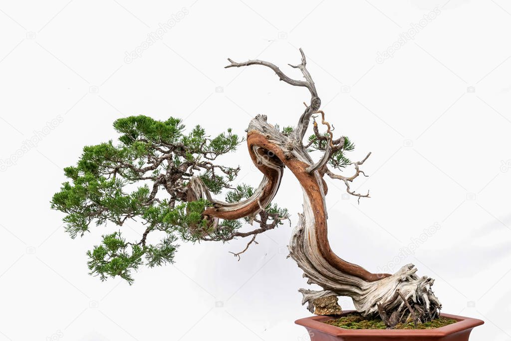 Chinese art bonsai on a white background