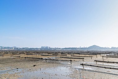Mavi gökyüzünün altında, bambu salların ve iplerin çizgileri ve dokuları sahildeki yosun tarlasında çok düzgündür.