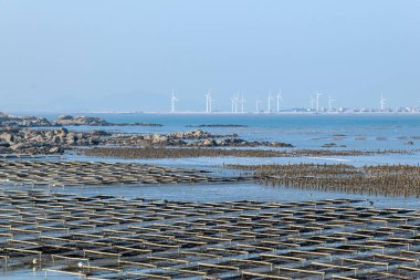 Mavi gökyüzünün altındaki kumsal, laver ve istiridye çiftlikleri sahilde.