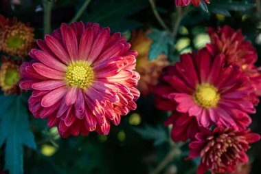 Parktaki sarı ve kırmızı kasımpatılar çiçek açmış.