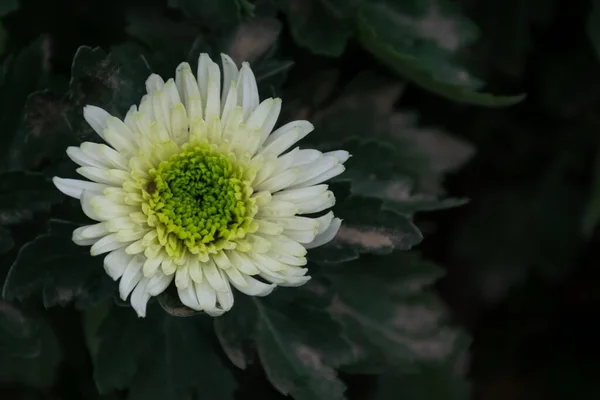 Various Varieties Styles Chrysanthemums — Stock Photo, Image