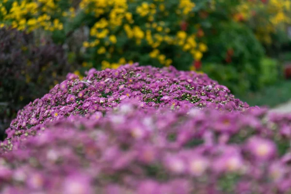 Close Chrysanthemums Different Varieties Colors — Stock Photo, Image