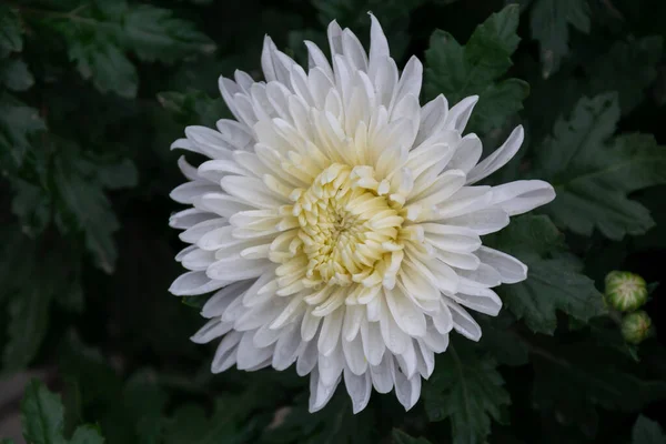 Die Weißen Chrysanthemen Stehen Voller Blüte — Stockfoto