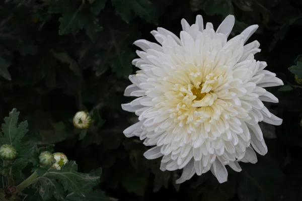 Белые Хризантемы Полном Расцвете — стоковое фото