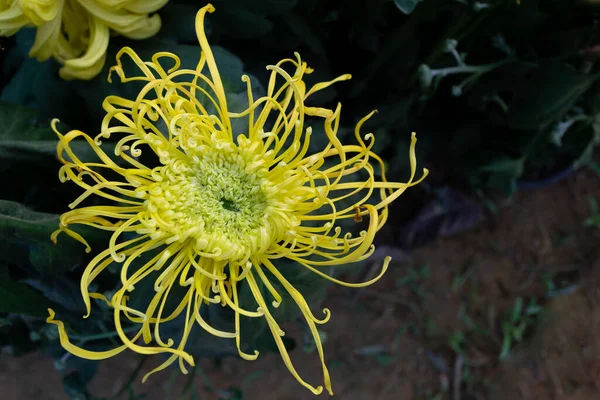 Желтая Хризантема Полном Расцвете Длинные Тонкие Лепестки — стоковое фото